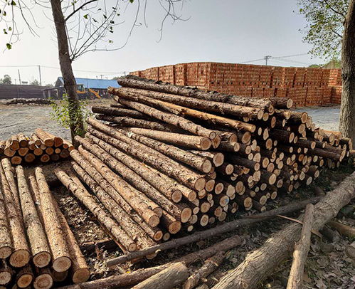 南京云森駁岸木樁、防汛杉木樁、連云港杉木樁與家具應用