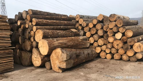 法國(guó)林業(yè)補(bǔ)貼背后的生態(tài)悖論 應(yīng)對(duì)樹(shù)皮甲蟲(chóng)危機(jī)，砍伐還是保護(hù)？